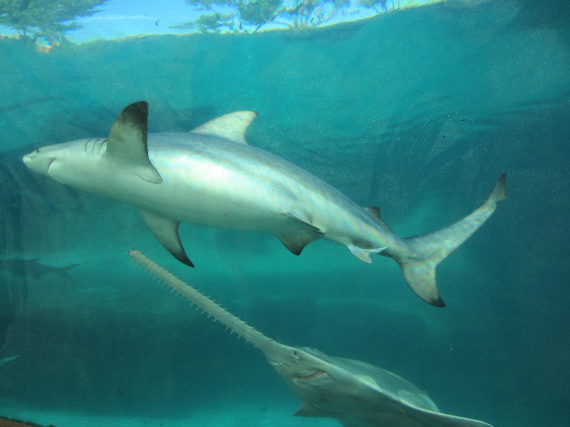 Predator-Lagoon-Underwater-Tunnel-Sharks-Atlantis-Bahamas-003