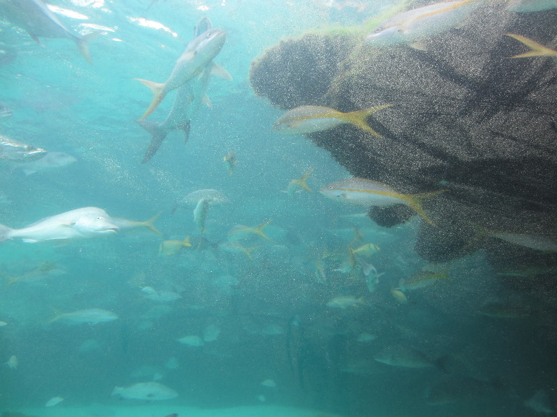 Predator-Lagoon-Underwater-Tunnel-Sharks-Atlantis-Bahamas-005