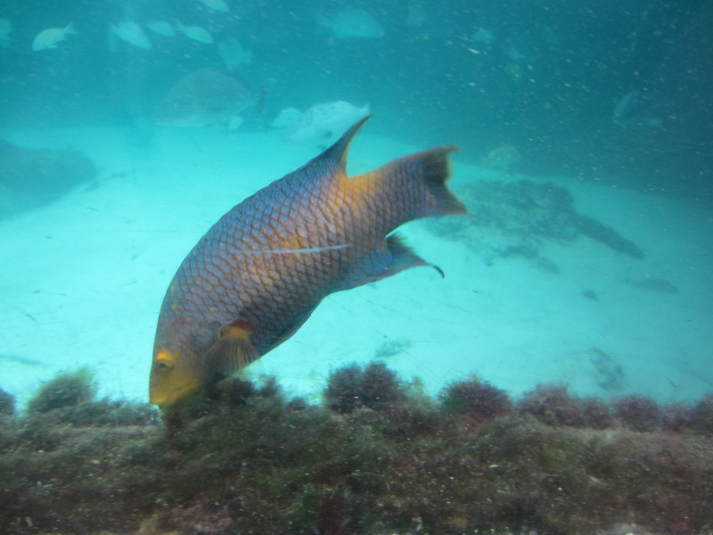 Predator-Lagoon-Underwater-Tunnel-Sharks-Atlantis-Bahamas-006