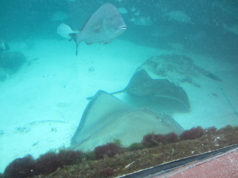Predator-Lagoon-Underwater-Tunnel-Sharks-Atlantis-Bahamas-007