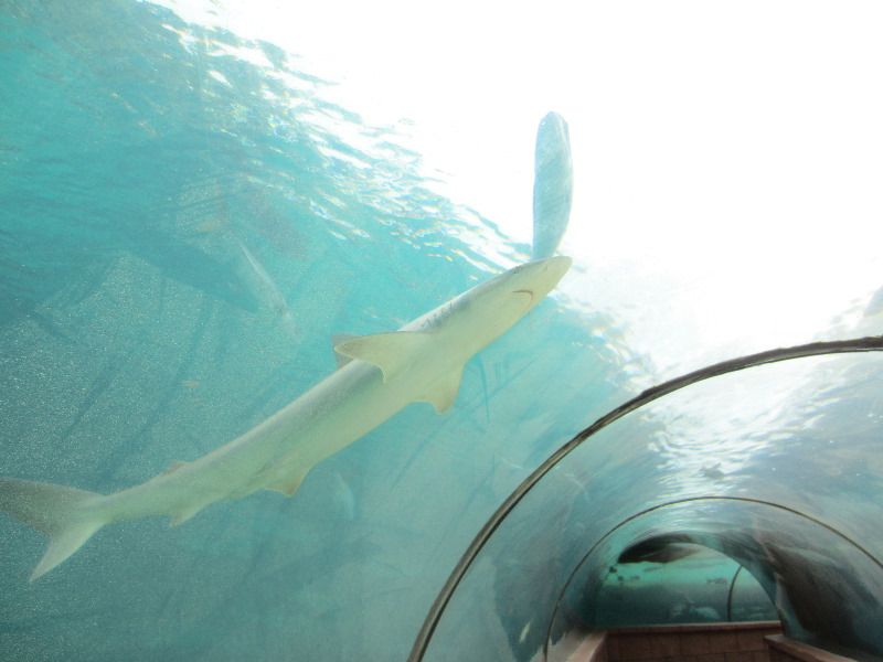 Predator-Lagoon-Underwater-Tunnel-Sharks-Atlantis-Bahamas-008