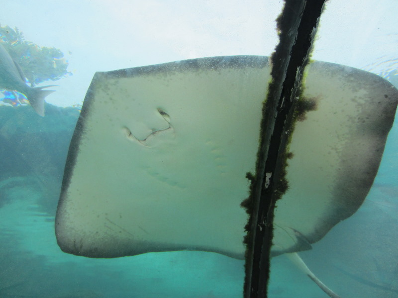 Predator-Lagoon-Underwater-Tunnel-Sharks-Atlantis-Bahamas-012