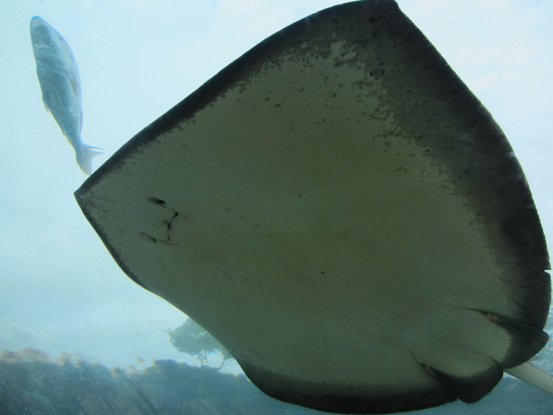 Predator-Lagoon-Underwater-Tunnel-Sharks-Atlantis-Bahamas-013