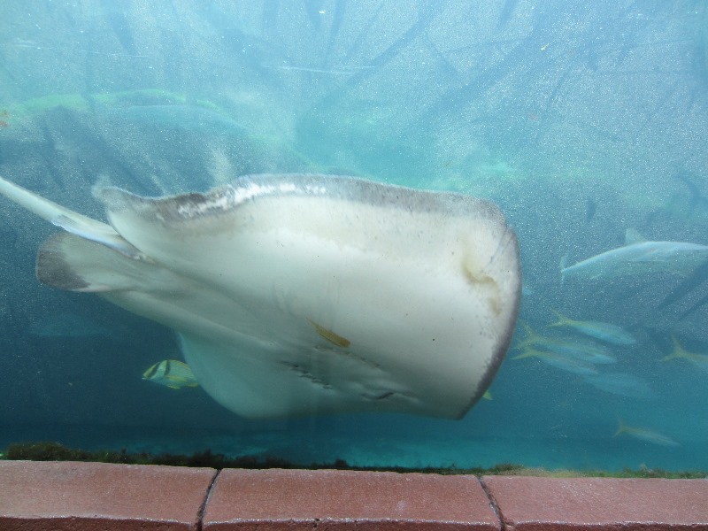 Predator-Lagoon-Underwater-Tunnel-Sharks-Atlantis-Bahamas-016