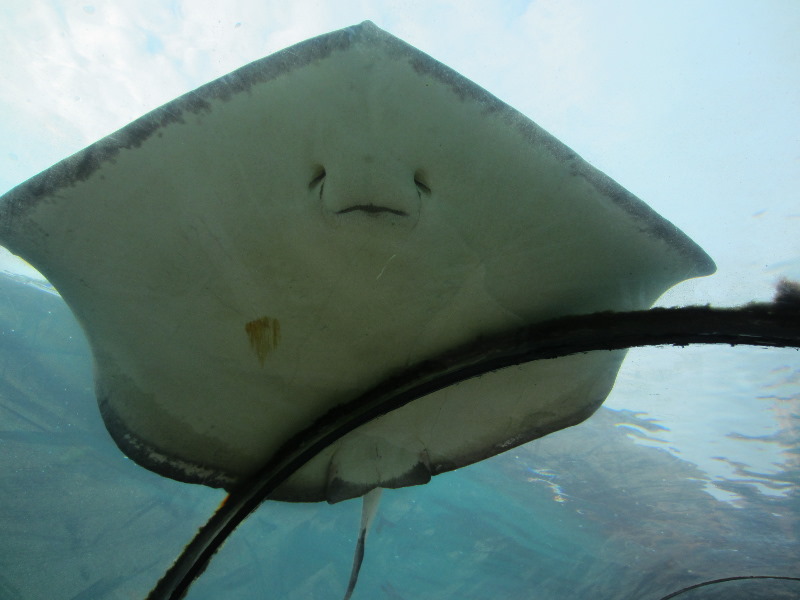 Predator-Lagoon-Underwater-Tunnel-Sharks-Atlantis-Bahamas-017