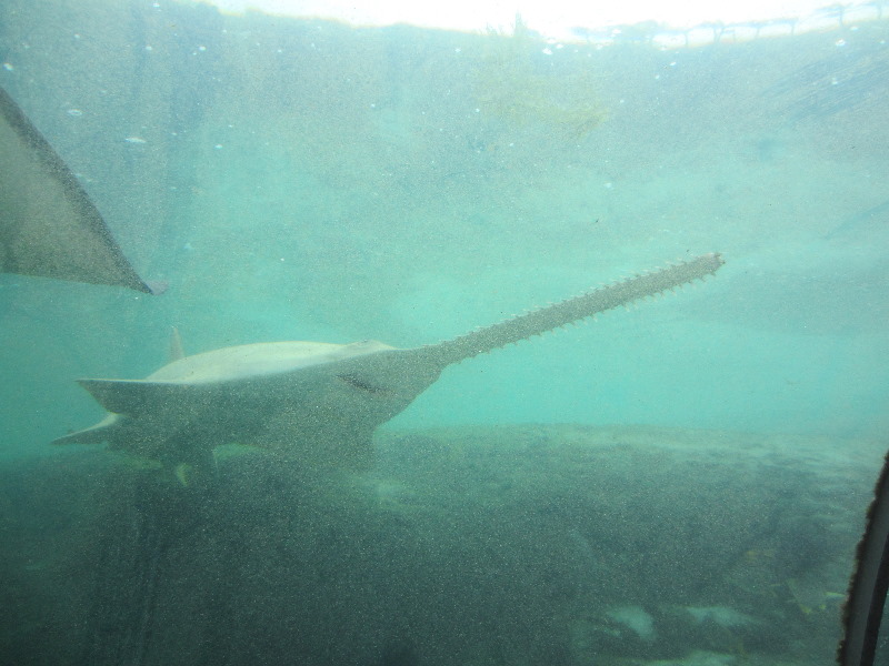 Predator-Lagoon-Underwater-Tunnel-Sharks-Atlantis-Bahamas-019