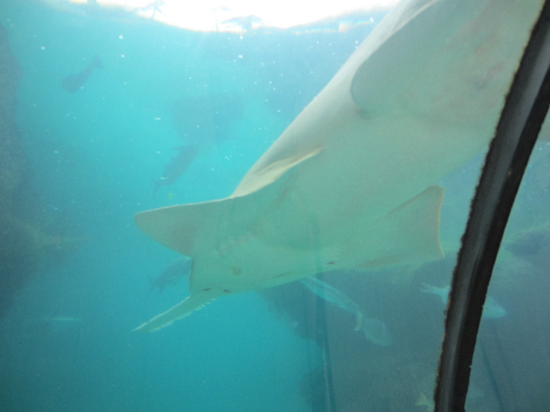 Predator-Lagoon-Underwater-Tunnel-Sharks-Atlantis-Bahamas-022