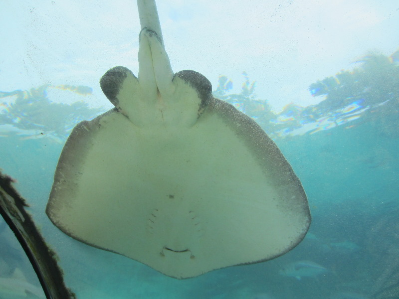Predator-Lagoon-Underwater-Tunnel-Sharks-Atlantis-Bahamas-026