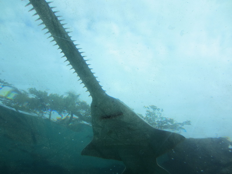 Predator-Lagoon-Underwater-Tunnel-Sharks-Atlantis-Bahamas-028