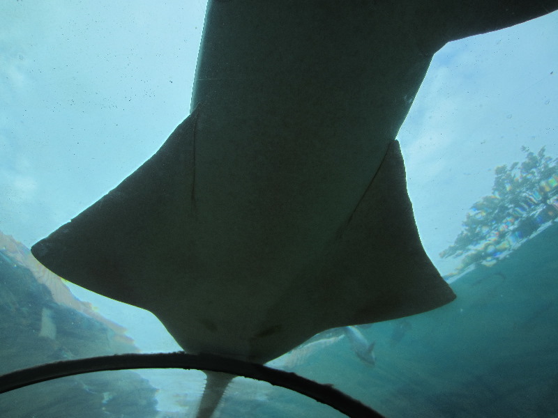 Predator-Lagoon-Underwater-Tunnel-Sharks-Atlantis-Bahamas-029