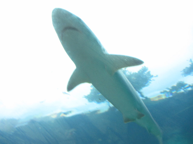 Predator-Lagoon-Underwater-Tunnel-Sharks-Atlantis-Bahamas-033
