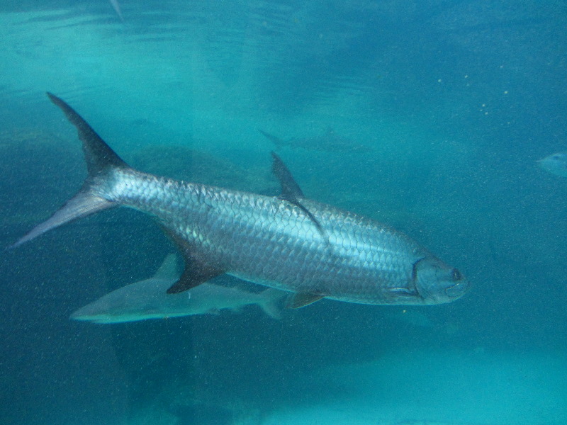 Predator-Lagoon-Underwater-Tunnel-Sharks-Atlantis-Bahamas-034