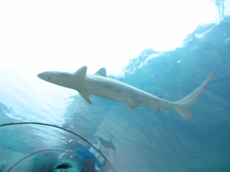 Predator-Lagoon-Underwater-Tunnel-Sharks-Atlantis-Bahamas-037