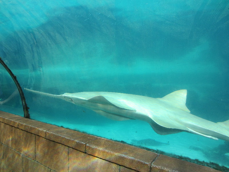 Predator-Lagoon-Underwater-Tunnel-Sharks-Atlantis-Bahamas-038