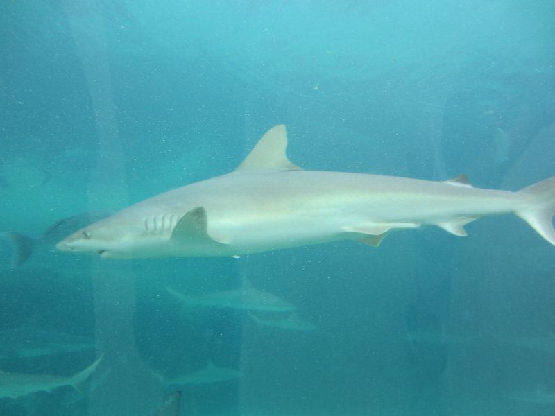 Predator-Lagoon-Underwater-Tunnel-Sharks-Atlantis-Bahamas-040