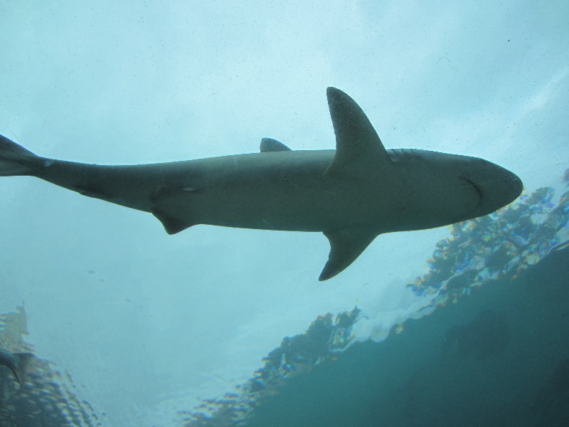 Predator-Lagoon-Underwater-Tunnel-Sharks-Atlantis-Bahamas-043