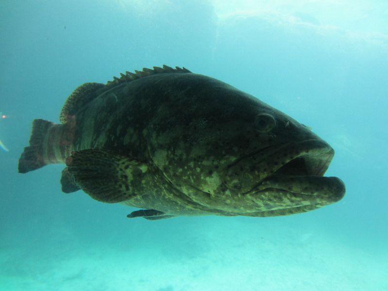 Predator-Lagoon-Underwater-Tunnel-Sharks-Atlantis-Bahamas-047