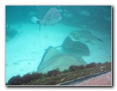 Predator-Lagoon-Underwater-Tunnel-Sharks-Atlantis-Bahamas-007