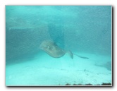 Predator-Lagoon-Underwater-Tunnel-Sharks-Atlantis-Bahamas-010