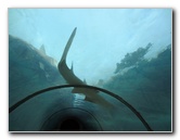 Predator-Lagoon-Underwater-Tunnel-Sharks-Atlantis-Bahamas-024