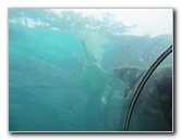 Predator-Lagoon-Underwater-Tunnel-Sharks-Atlantis-Bahamas-027