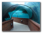 Predator-Lagoon-Underwater-Tunnel-Sharks-Atlantis-Bahamas-032