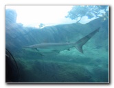 Predator-Lagoon-Underwater-Tunnel-Sharks-Atlantis-Bahamas-035