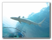 Predator-Lagoon-Underwater-Tunnel-Sharks-Atlantis-Bahamas-037