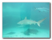 Predator-Lagoon-Underwater-Tunnel-Sharks-Atlantis-Bahamas-039