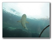 Predator-Lagoon-Underwater-Tunnel-Sharks-Atlantis-Bahamas-042