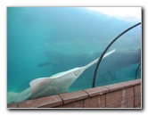 Predator-Lagoon-Underwater-Tunnel-Sharks-Atlantis-Bahamas-046