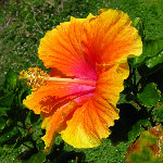 Pua Mau Botanical Garden - Big Island, Hawaii