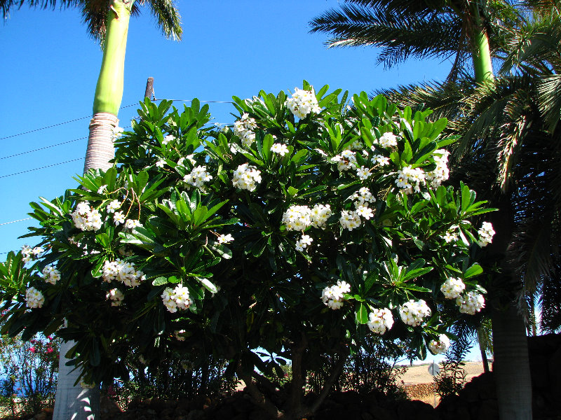 Pua-Mau-Place-Botanical-Garden-Kawaihae-Big-Island-Hawaii-002