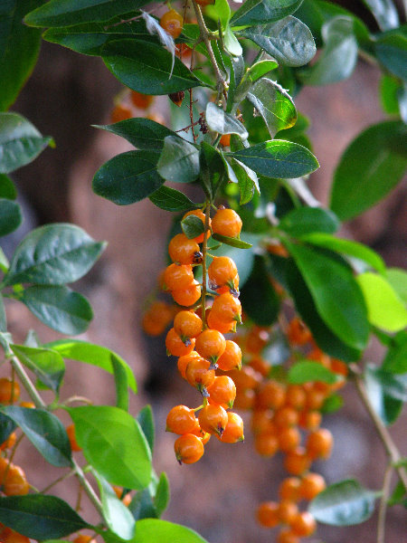 Pua-Mau-Place-Botanical-Garden-Kawaihae-Big-Island-Hawaii-007