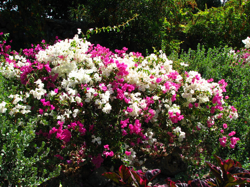 Pua-Mau-Place-Botanical-Garden-Kawaihae-Big-Island-Hawaii-010