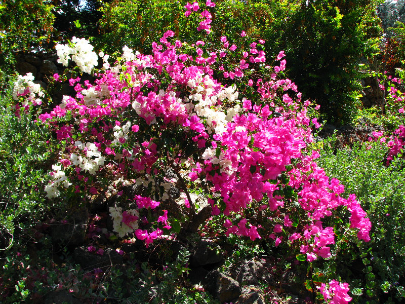 Pua-Mau-Place-Botanical-Garden-Kawaihae-Big-Island-Hawaii-011