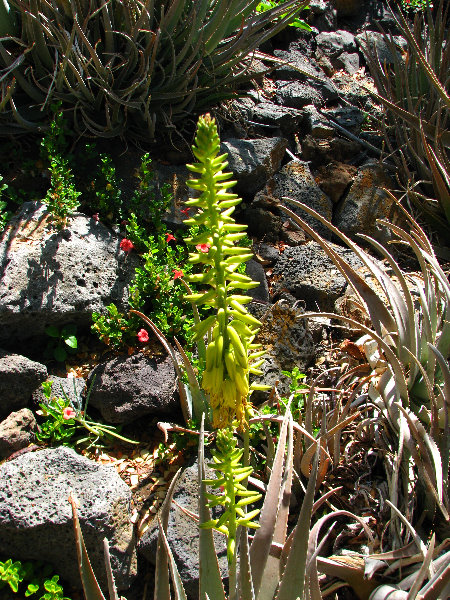 Pua-Mau-Place-Botanical-Garden-Kawaihae-Big-Island-Hawaii-012