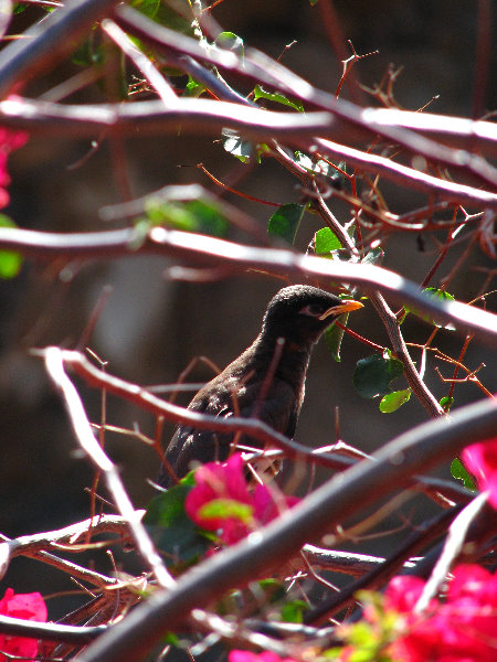 Pua-Mau-Place-Botanical-Garden-Kawaihae-Big-Island-Hawaii-014