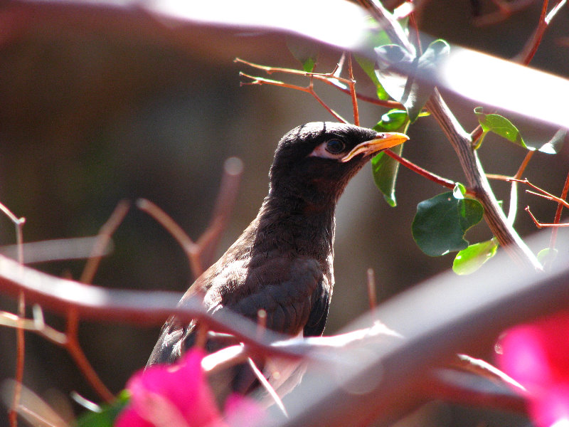 Pua-Mau-Place-Botanical-Garden-Kawaihae-Big-Island-Hawaii-015