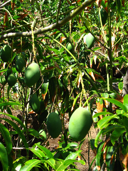 Pua-Mau-Place-Botanical-Garden-Kawaihae-Big-Island-Hawaii-016