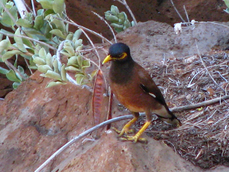 Pua-Mau-Place-Botanical-Garden-Kawaihae-Big-Island-Hawaii-018