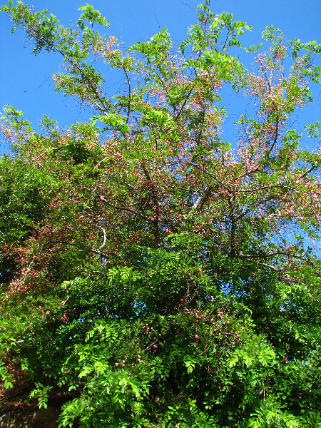 Pua-Mau-Place-Botanical-Garden-Kawaihae-Big-Island-Hawaii-022