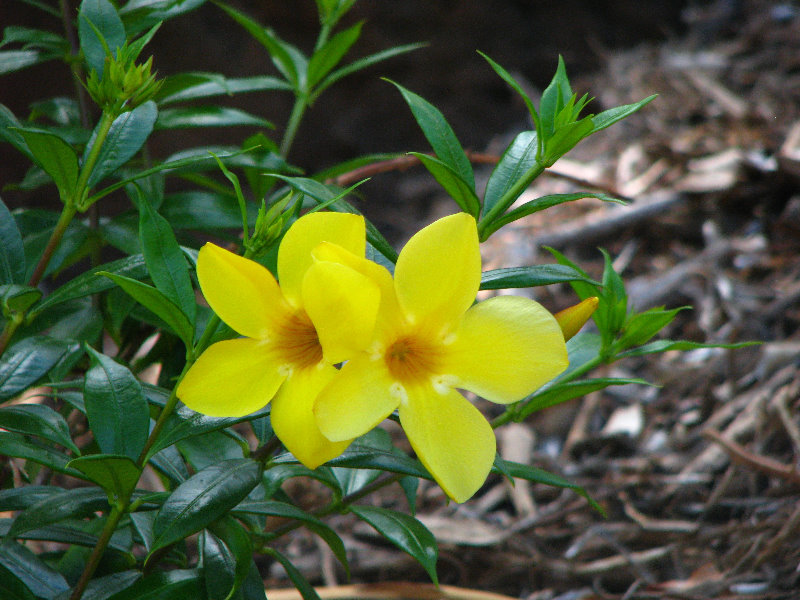 Pua-Mau-Place-Botanical-Garden-Kawaihae-Big-Island-Hawaii-023
