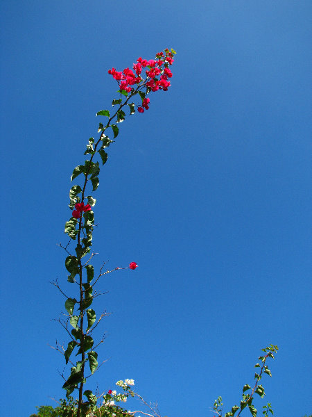 Pua-Mau-Place-Botanical-Garden-Kawaihae-Big-Island-Hawaii-025