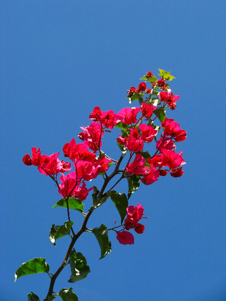 Pua-Mau-Place-Botanical-Garden-Kawaihae-Big-Island-Hawaii-026