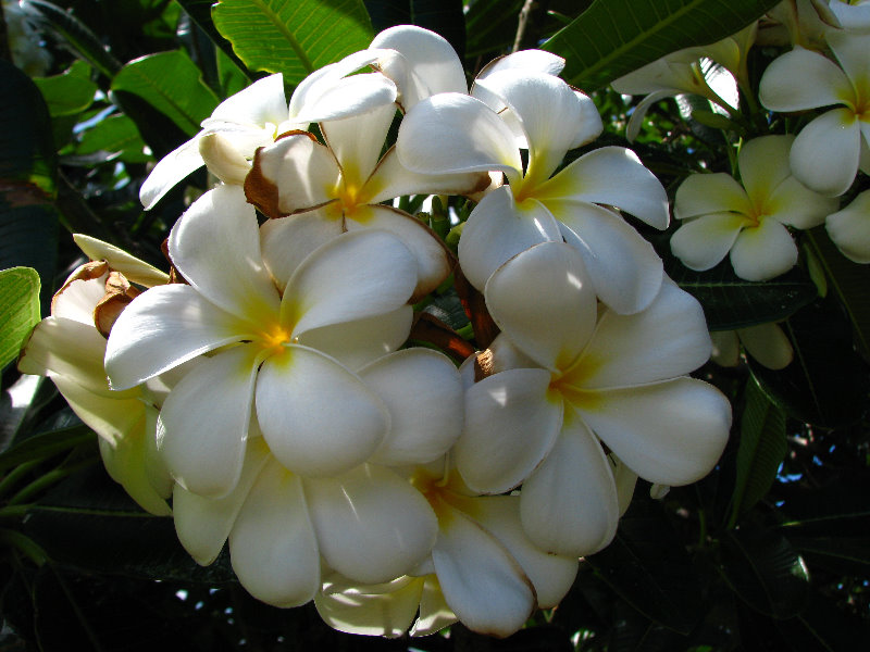 Pua-Mau-Place-Botanical-Garden-Kawaihae-Big-Island-Hawaii-031