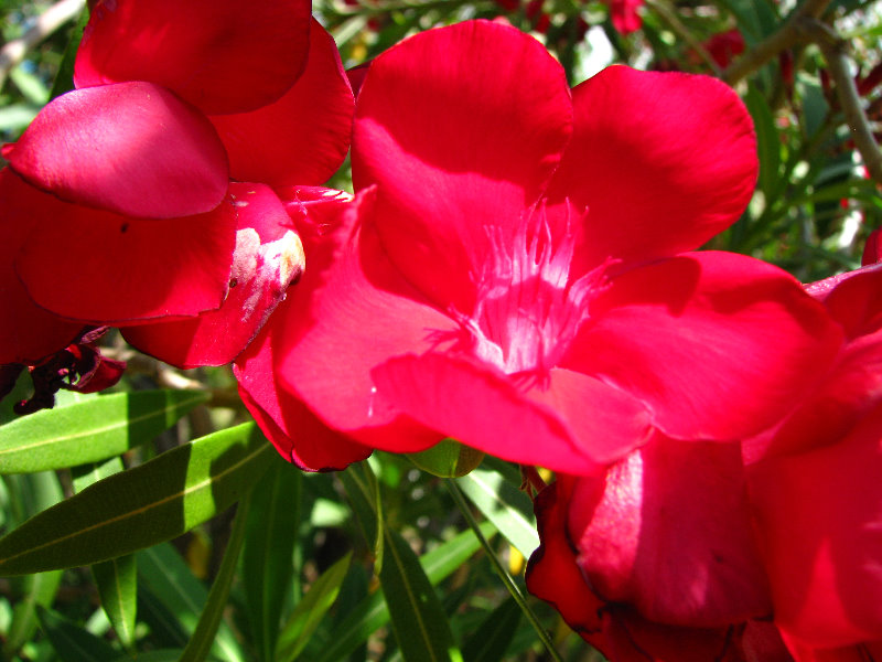 Pua-Mau-Place-Botanical-Garden-Kawaihae-Big-Island-Hawaii-035