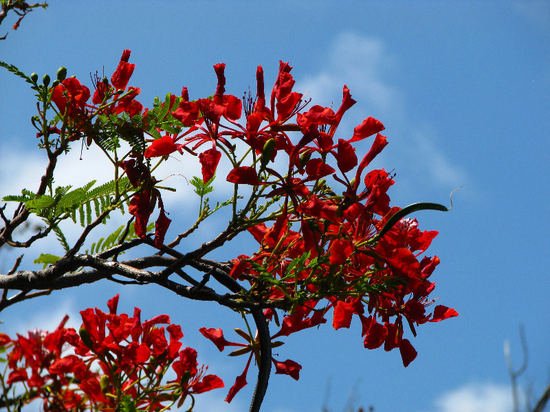 Pua-Mau-Place-Botanical-Garden-Kawaihae-Big-Island-Hawaii-048
