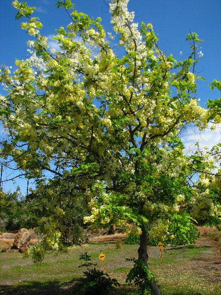 Pua-Mau-Place-Botanical-Garden-Kawaihae-Big-Island-Hawaii-054