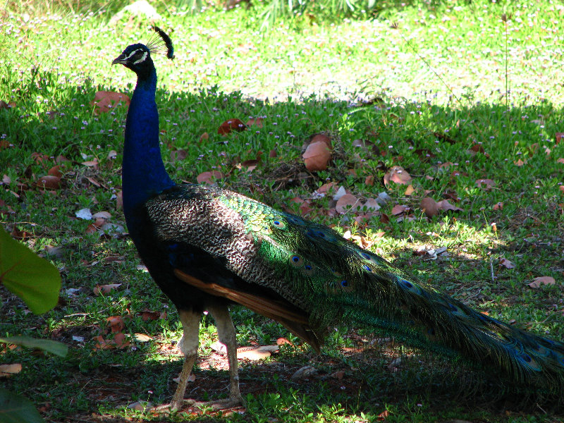 Pua-Mau-Place-Botanical-Garden-Kawaihae-Big-Island-Hawaii-055